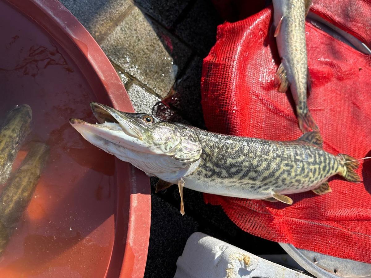 Talep &ccedil;ok, kilosu 600 TL oldu:  G&uuml;nde 50 kg ancak &ccedil;ıkıyor, herkes almaya &ccedil;alışıyor  2