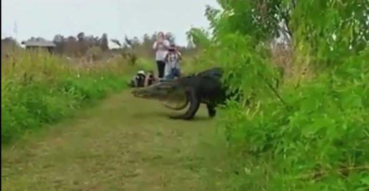 Devasa timsah şoke etti  G1