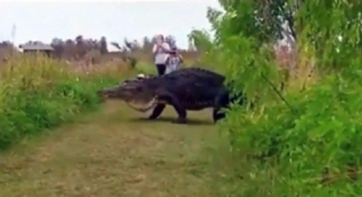 Devasa timsah şoke etti  G2