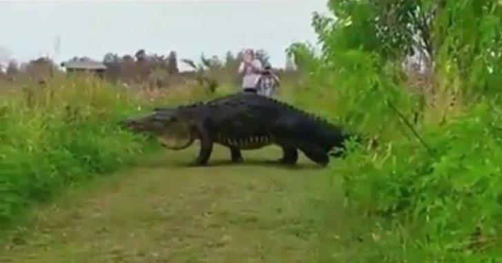 Devasa timsah şoke etti  G3