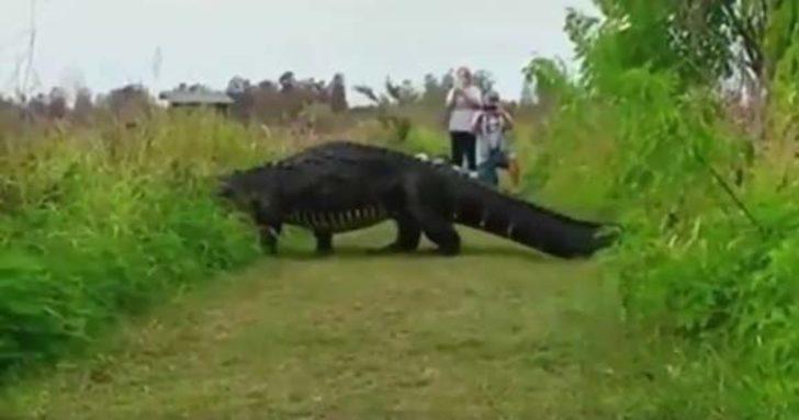 Devasa timsah şoke etti  G4