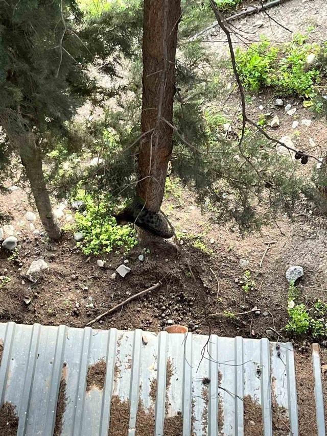 Defne’de ağaçta mahsur kalan kediyi itfaiye kurtardı 2