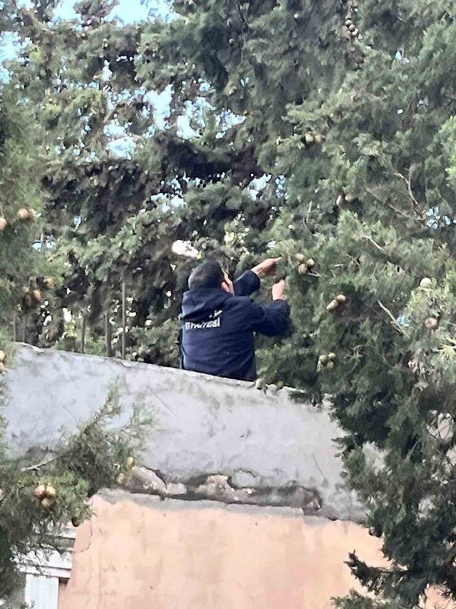 Defne’de ağaçta mahsur kalan kediyi itfaiye kurtardı 1