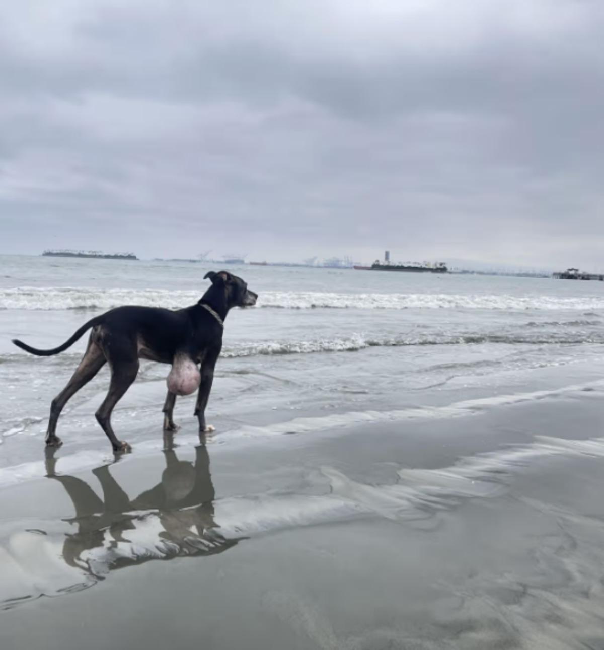 Sosyal medyada tepki yağdı: Ölen köpeğini dondurdu! 3