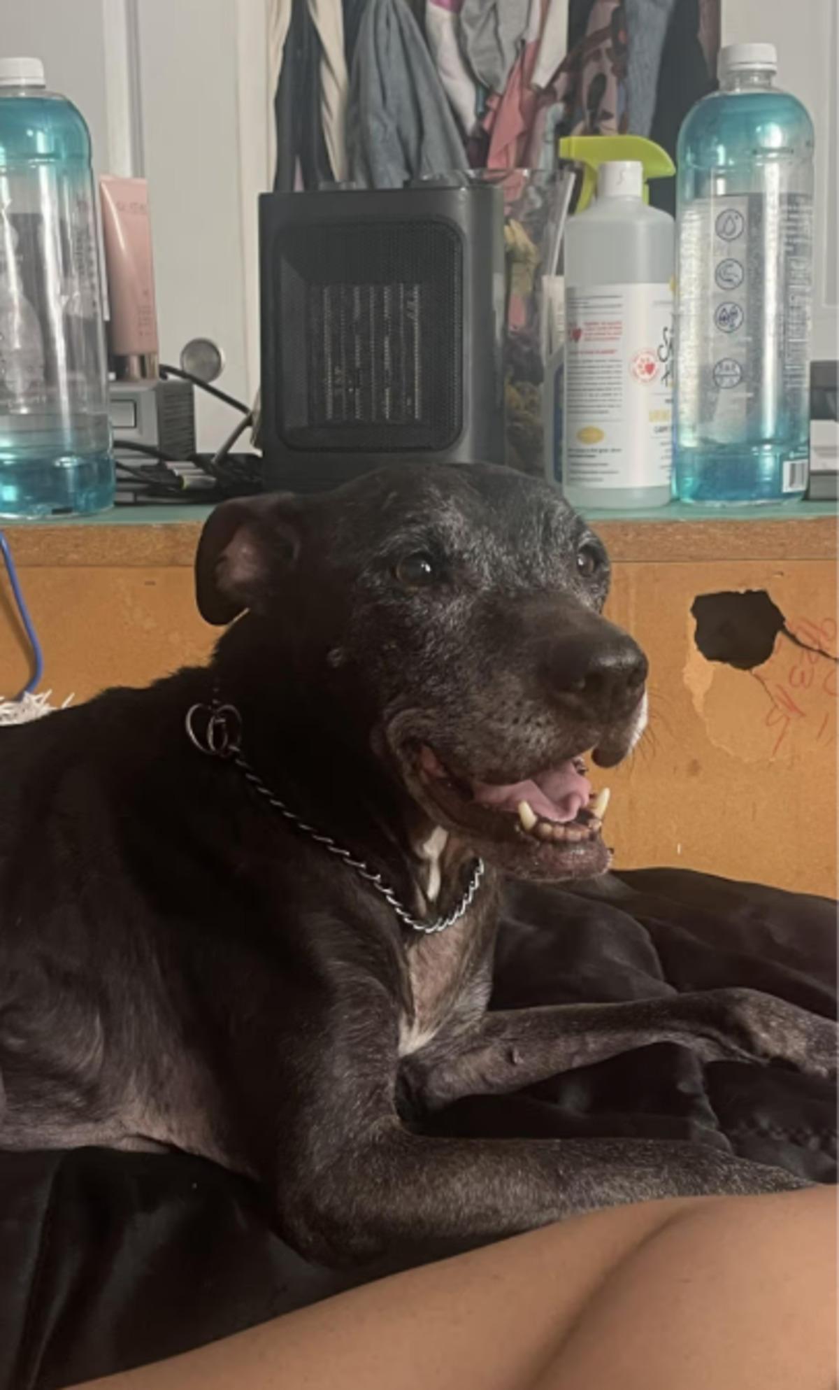 Sosyal medyada tepki yağdı: Ölen köpeğini dondurdu! 1