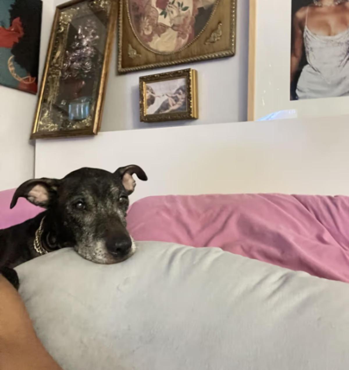 Sosyal medyada tepki yağdı: Ölen köpeğini dondurdu! 4