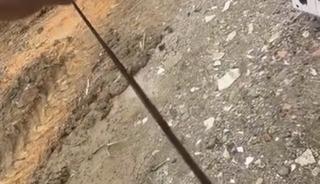 Diyarbakır&rsquo;da yılanlar kış uykusundan uyandı