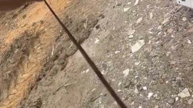 Diyarbakır’da yılanlar kış uykusundan uyandı