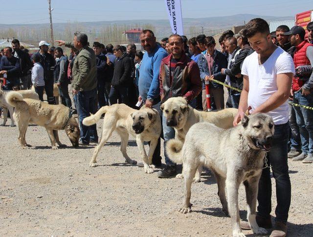 Sivas ilginç bir yarışmaya ev sahipliği yaptı