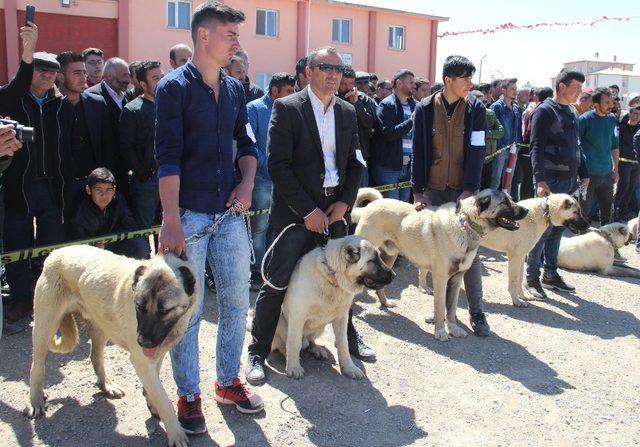 Sivas ilginç bir yarışmaya ev sahipliği yaptı