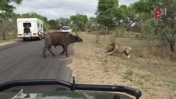 Safaride kapışmaya tanık oldular  G2