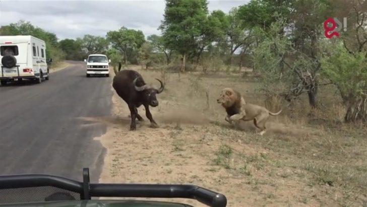 Safaride kapışmaya tanık oldular  G3