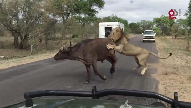Safaride kapışmaya tanık oldular  G4