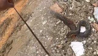 Kış uykusundan uyandılar: 1 metre yılan korkuttu