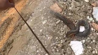 Kış uykusundan uyandılar: 1 metre uzunluğundaki yılan korkuttu