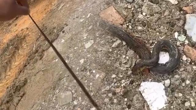 Kış uykusundan uyandılar: 1 metre uzunluğundaki yılan korkuttu