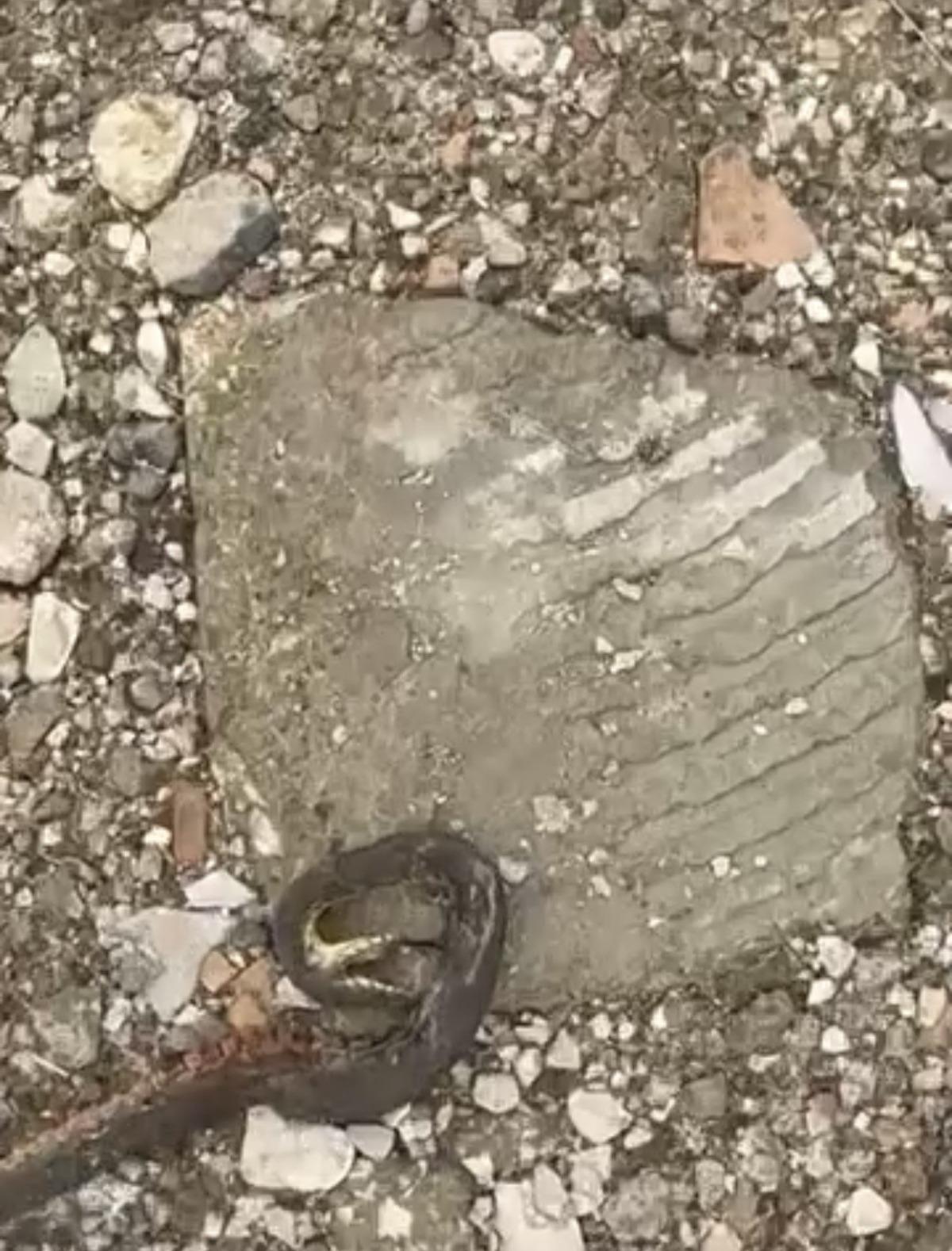 Kış uykusundan uyandılar: 1 metre uzunluğundaki yılan korkuttu 1