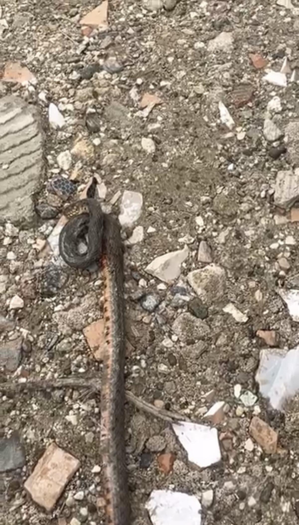 Kış uykusundan uyandılar: 1 metre uzunluğundaki yılan korkuttu 2