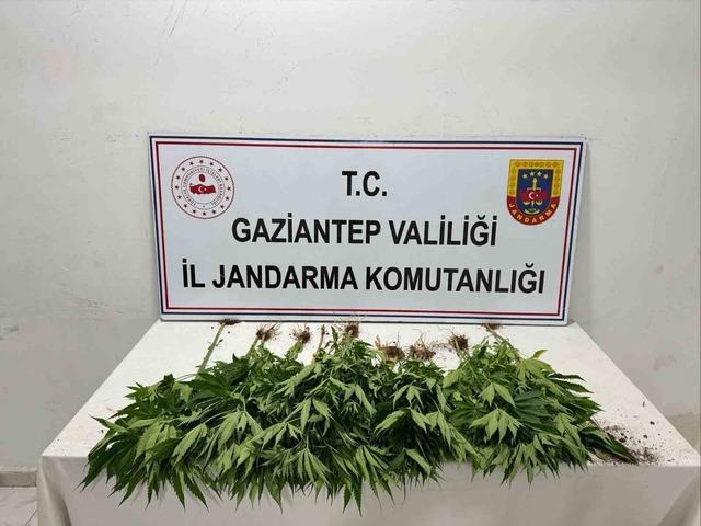 Jandarmanın uyuşturucu ve kaçakçılık operasyonlarında 311 şahıs yakalandı 4