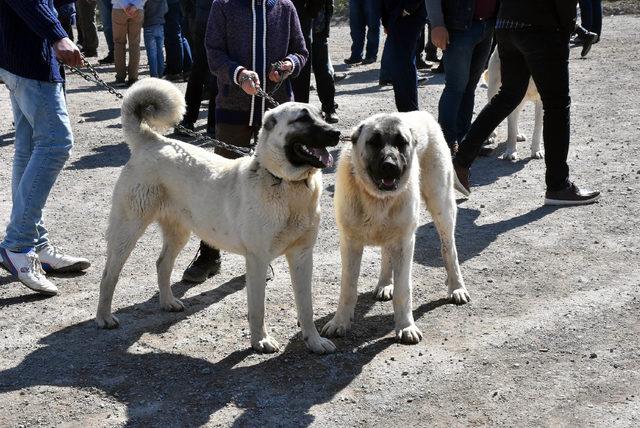 Sivas'ta Kangal köpekleri yarıştırıldı