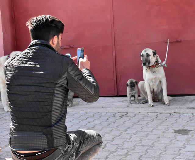 Sivas'ta Kangal köpekleri yarıştırıldı