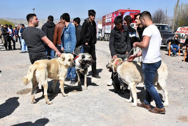 Sivas'ta Kangal köpekleri yarıştırıldı