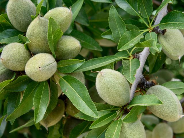 Tezgahlara d&uuml;şt&uuml;, yok satıyor! Kilosu 130 lira: V&uuml;cuda etkisi şaşırtıyor