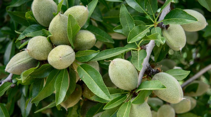 Tezgahlara d&uuml;şt&uuml;, yok satıyor! Kilosu 130 lira: V&uuml;cuda etkisi şaşırtıyor