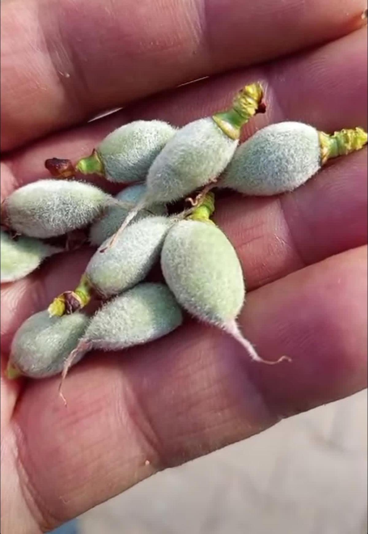 Tezgahlara d&uuml;şt&uuml;, yok satıyor! Kilosu 130 lira: V&uuml;cuda etkisi şaşırtıyor 1