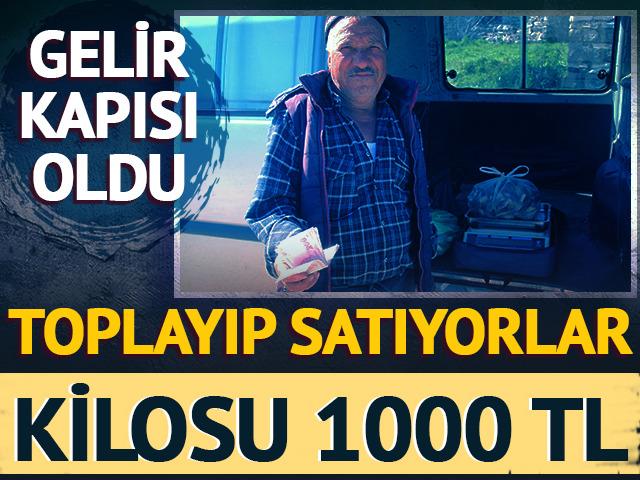 Kilosu 1000 TL: Gelir kapısı oldu, toplayıp satıyorlar 