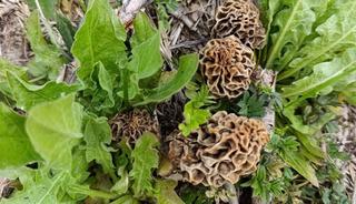 Doğanın eti: Sezonu a&ccedil;ıldı toplanmaya başladı!