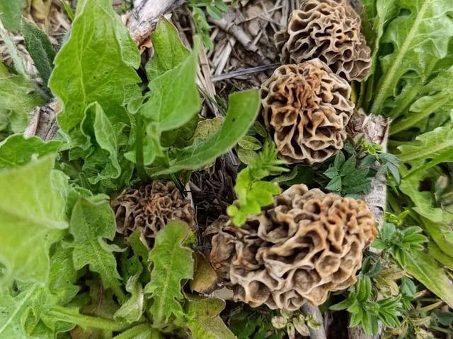 Doğanın eti: Sezonu a&ccedil;ıldı toplanmaya başladı!