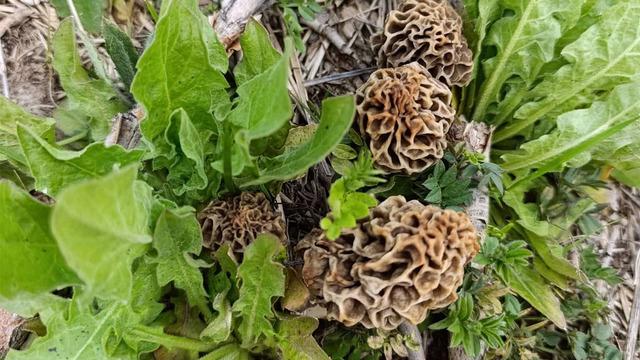 'Doğanın eti' olarak biliyor! Sezonu açıldı, toplanmaya başladı!