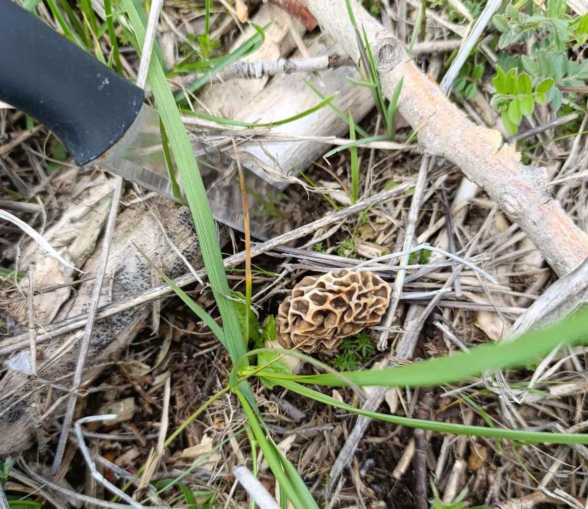  Doğanın eti  olarak biliyor! Sezonu a&ccedil;ıldı, toplanmaya başladı! 2