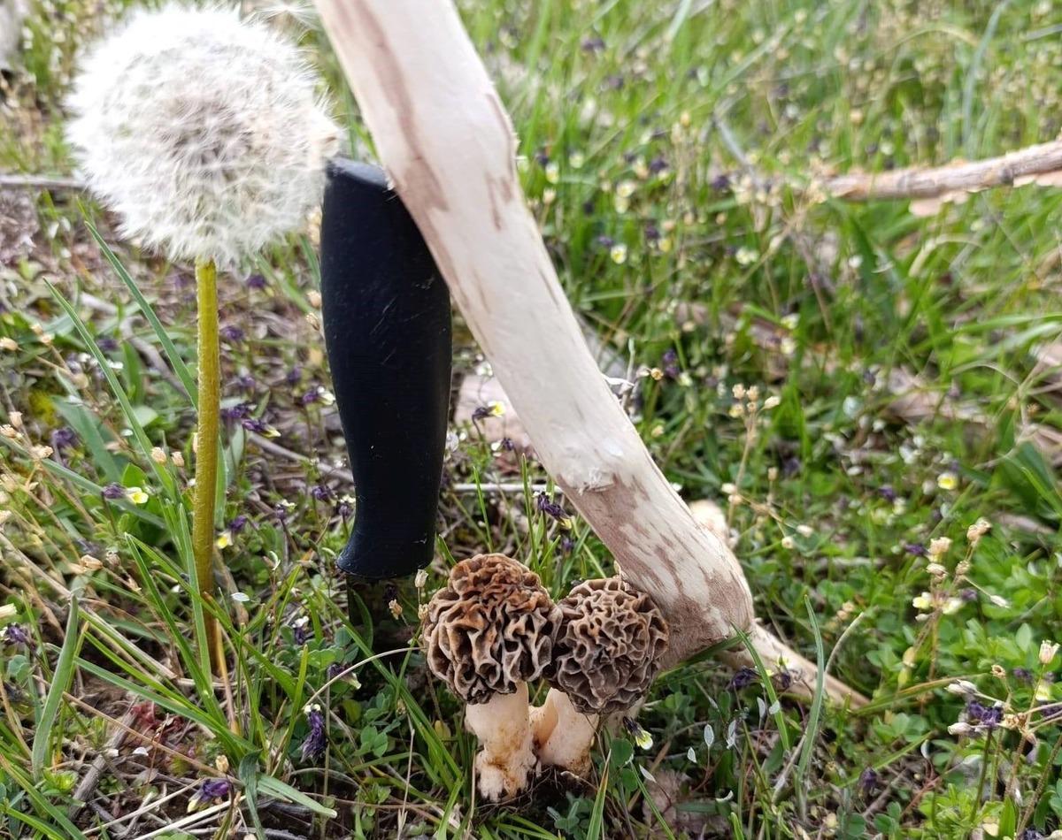  Doğanın eti  olarak biliyor! Sezonu a&ccedil;ıldı, toplanmaya başladı! 1