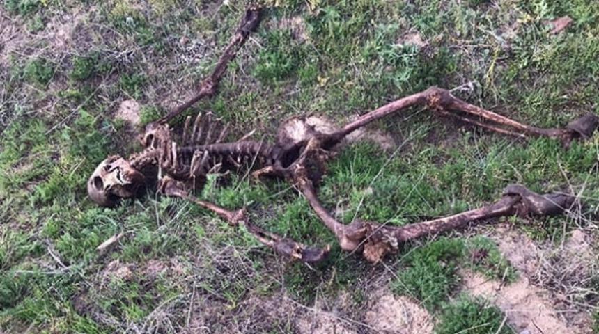 Uşak'ta vahşet! Sadece iskeleti kalmış halde bulundu!