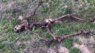 Uşak'ta vahşet! Sadece iskeleti kalmış halde bulundu!