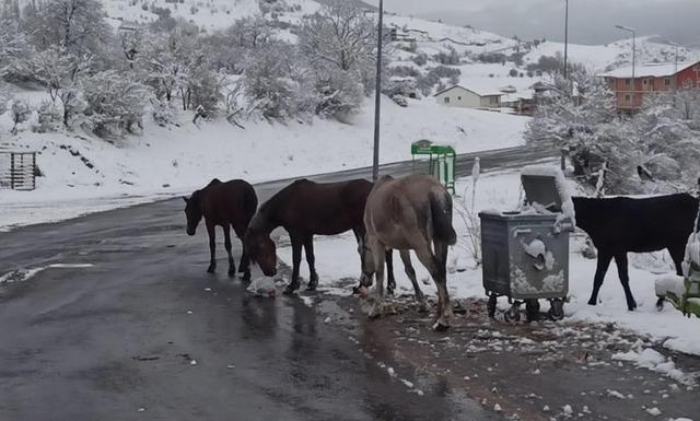 Posof ta kar yağışı nedeniyle yollar kapandı 7