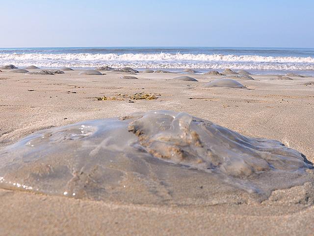 Sahile dev &ouml;l&uuml; denizanaları vurdu, uzmanlar uyardı