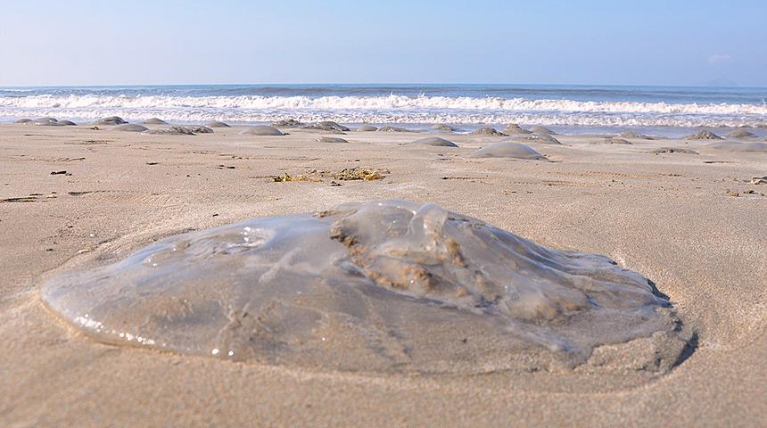 Kızıldeniz&rsquo;den geldi! Sahile dev &ouml;l&uuml; denizanaları vurdu, uzmanlar uyardı