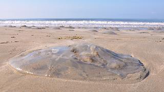 Kızıldeniz’den geldi! Sahile dev ölü denizanaları vurdu, uzmanlar uyardı