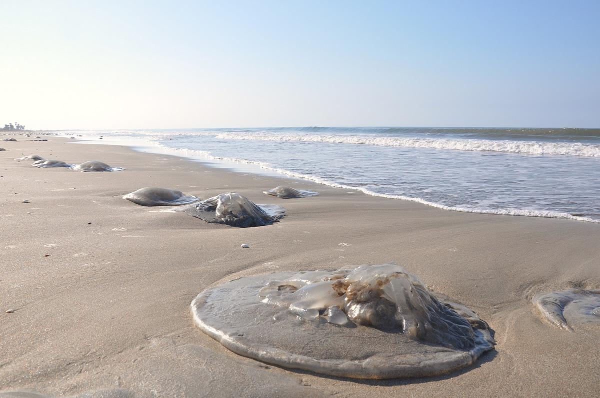 Kızıldeniz’den geldi! Sahile dev ölü denizanaları vurdu, uzmanlar uyardı 1