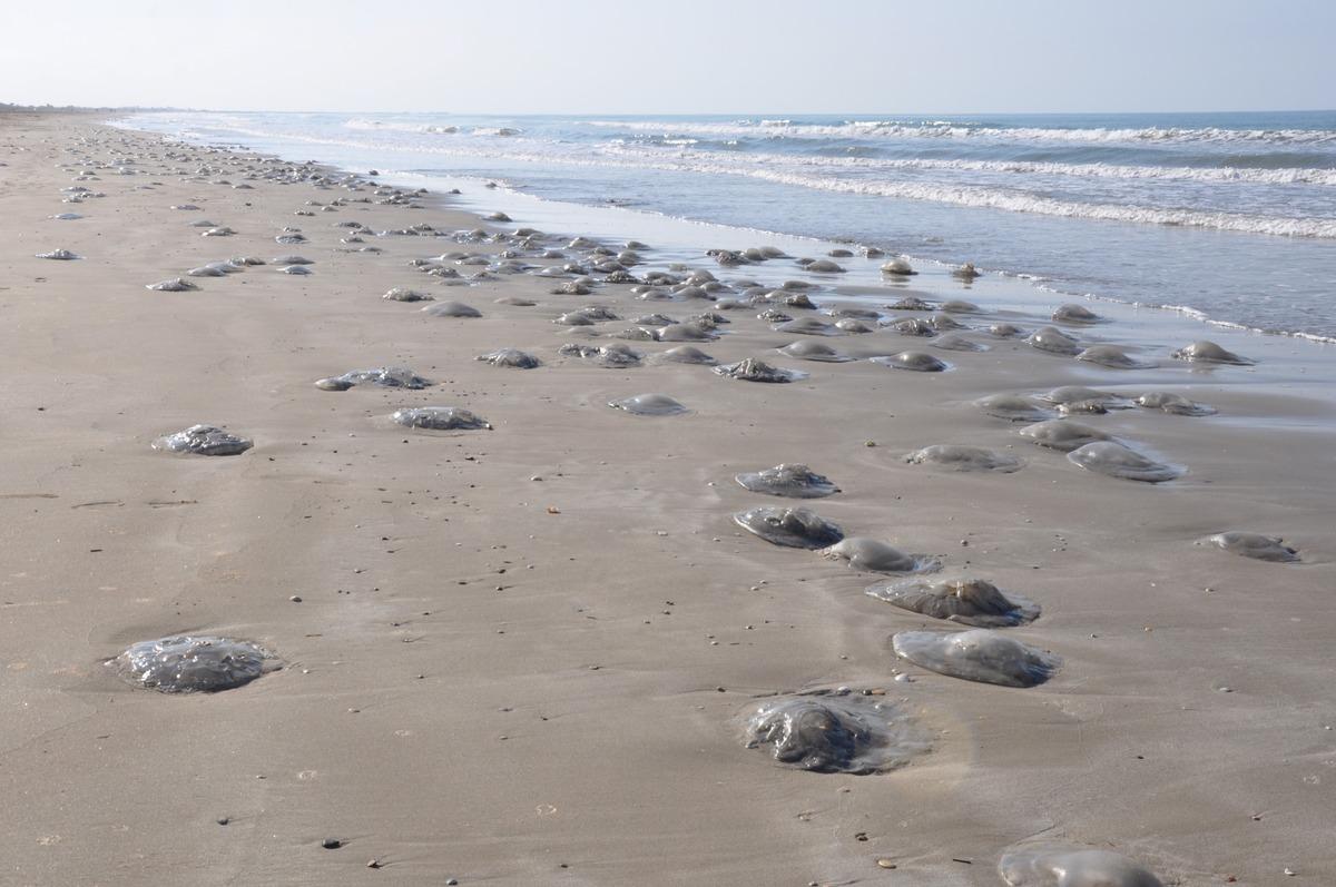 Kızıldeniz’den geldi! Sahile dev ölü denizanaları vurdu, uzmanlar uyardı 2
