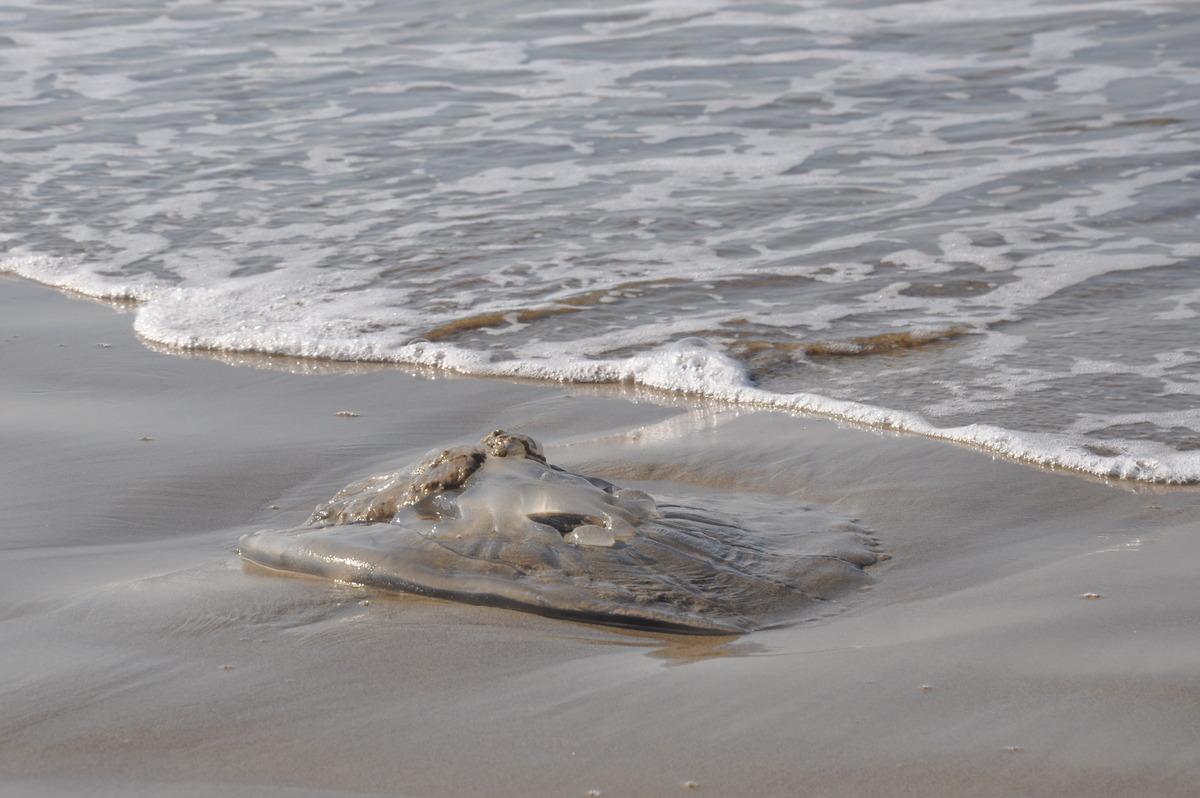 Kızıldeniz’den geldi! Sahile dev ölü denizanaları vurdu, uzmanlar uyardı 3