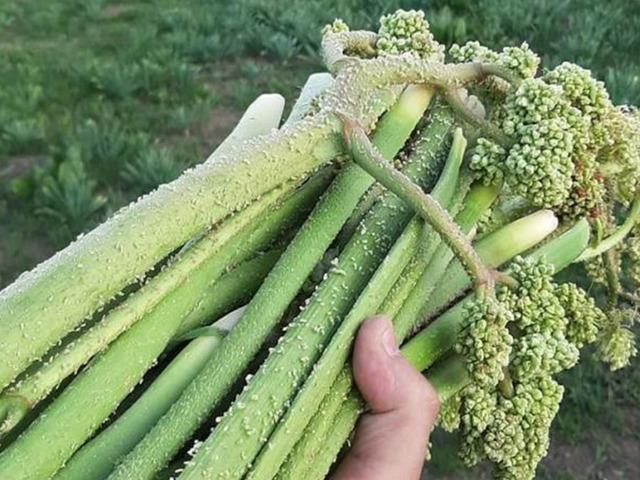 Toplayıp satan para kazanıyor, yiyen şifa buluyor!