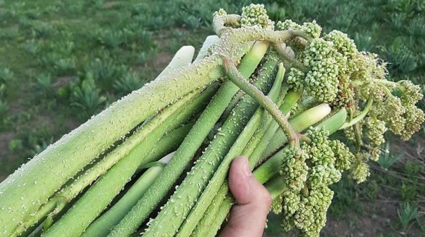 Toplayıp satan para kazanıyor, yiyen şifa buluyor! Bu &uuml;r&uuml;n kapış kapış gidiyor