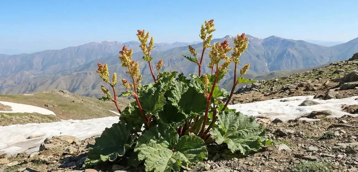 Toplayıp satan para kazanıyor, yiyen şifa buluyor! Bu &uuml;r&uuml;n kapış kapış gidiyor 1