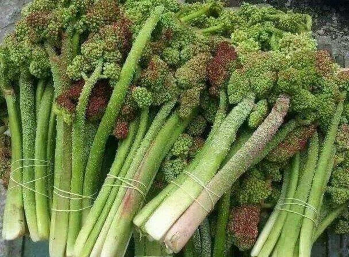 Toplayıp satan para kazanıyor, yiyen şifa buluyor! Bu &uuml;r&uuml;n kapış kapış gidiyor 2