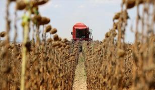 Edirne'nin ay&ccedil;i&ccedil;eği &uuml;retiminde tekrar zirvede yer alması hedefleniyor