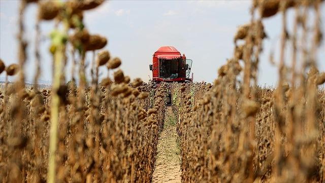 Edirne'nin ayçiçeği üretiminde tekrar zirvede yer alması hedefleniyor